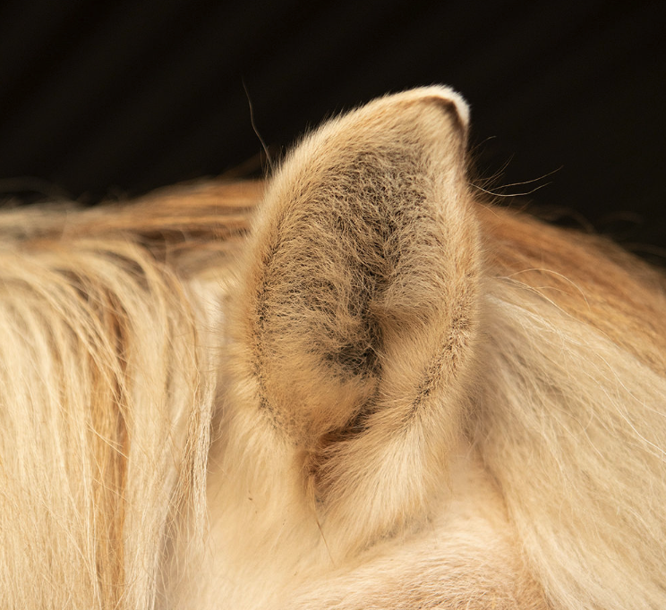 Nærbilde av hesteøre