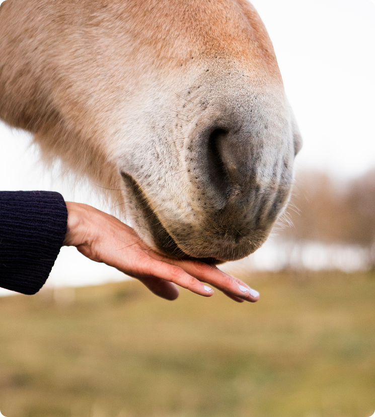 Hest og hånd